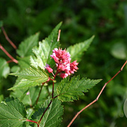Neillia rubiflora 100-125 cm draadkluit struik