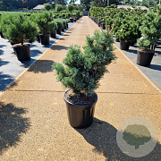 Pinus parv. 'Iri-fune' 150-175 cm draadkluit solitair