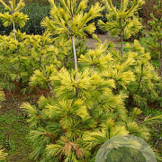 Pinus strobus 'Louie' 200-250 cm draadkluit solitair