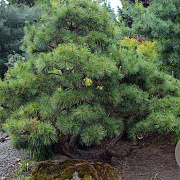 Pinus thunbergii 250-300 cm draadkluit solitair