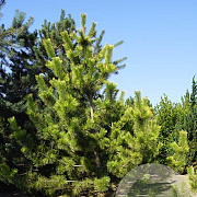 Pinus thunbergii Mollow Yellow 400-450 cm draadkluit solitair