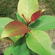 Populus purdomii 18-20 HO draadkluit