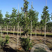 Quercus hispanica 'Fulhamensis' 8-10 HO draadkluit geveerd