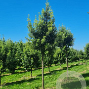 Quercus hispanica 'Fulhamensis' 12-14 HO draadkluit geveerd