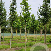 Quercus lyrata 20-25 HO draadkluit