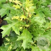 Quercus pal. 'Isabel' 12-14 HO draadkluit 220 cm stam