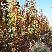 Quercus pal. 'Pringreen' 8-10 HO draadkluit geveerd