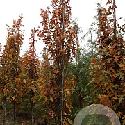 Quercus pal. 'Pringreen' 10-12 HO draadkluit geveerd