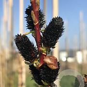 Salix gracilistyla 'Melanostachys' 175-200 cm draadkluit struik op Stam