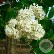 Sorbus auc. 'Michred' 14-16 HO draadkluit