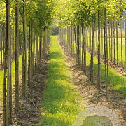 Styphnolobium j. 'Fleright' 30-35 HO draadkluit 250 cm stam