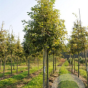 Styphnolobium j. Princeton Upright 30-35 HO draadkluit 250 cm stam