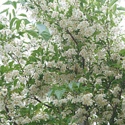 Styrax japonicus fargesii 175-200 cm 15L