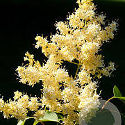 Syringa pekin. 'Zhang Zhiming' 175-200 cm draadkluit struik op Stam