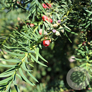 Taxus b. 'Dovastoniana' 400-450 cm draadkluit solitair