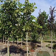 Tilia americana 'Moltkei' 14-16 HO draadkluit