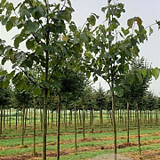Tilia americana 'Neglect' 18-20 HO draadkluit