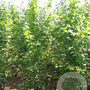 Tilia cordata 600-700 cm draadkluit meerstammig