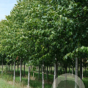 Tilia europaea 'Euchlora' 45-50 HO draadkluit 250 cm stam