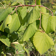 Tilia plat. 'Pendula' 12-14 HO draadkluit