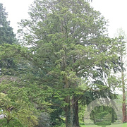 Tsuga chinensis 250-300 cm draadkluit solitair