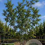 Ulmus glabra 600-700 cm draadkluit meerstammig