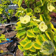 Cornus 'Celestial Shadow' 150-175 cm 40L struik
