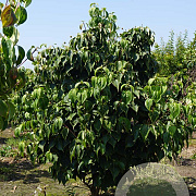 Cornus k. 'Schmetterling' 200-250 cm draadkluit struik
