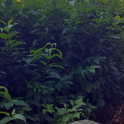 Cornus sericea 'Flaviramea' 100-125 cm met kluit struik