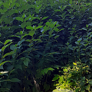 Cornus sericea 'Flaviramea' 125-150 cm met kluit struik