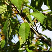 Prunus a. 'John Frost' 25-30 HO draadkluit