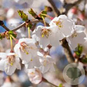 Prunus incisa 'Fujiyama' 300-350 cm draadkluit struik