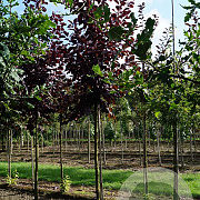 Prunus virginiana 'Shubert' 14-16 HO draadkluit