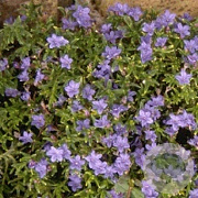 Lithodora d. 'Heavenly Blue' GM P9