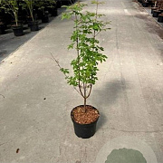 Acer griseum 125-150 cm 10L