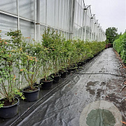 Acer palmatum 175-200 cm 30L