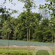 Amelanchier lamarckii 10-12 HO draadkluit