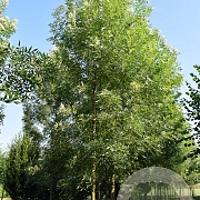 Fraxinus ang. 'Raywood' 10-12 HO draadkluit