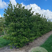 Magnolia stellata 150-175 cm draadkluit meerstammig 80-100 breed