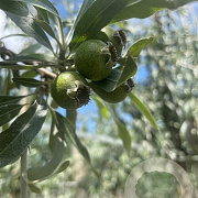 Pyrus nivalis 10-12 HO draadkluit