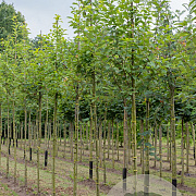 Prunus padus 10-12 HO draadkluit