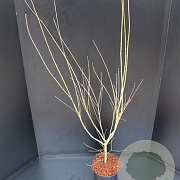 Acer pal. 'Seiryu' 80-100 cm 5,0L