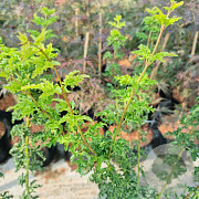 Acer pal. 'Shishigashira' 50-60 cm 5,0L