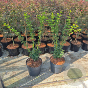 Acer pal. 'Shishigashira' 60-80 cm 5,0L