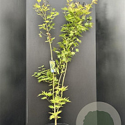 Acer shirasawanum 'Jordan' 125-150 cm 10L