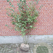 Amelanchier lamarckii 150-175 cm met kluit meerstammig