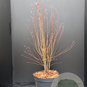 Amelanchier aln. 'Obelisk' 80-100 cm 10L