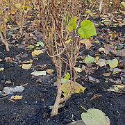 Cercis chinensis 'Avondale' 60-80 cm met kluit