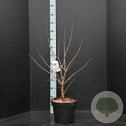 Cercis chinensis 'Avondale' 60-80 cm 10L