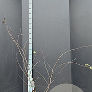 Cercis siliquastrum 100-125 cm 15L